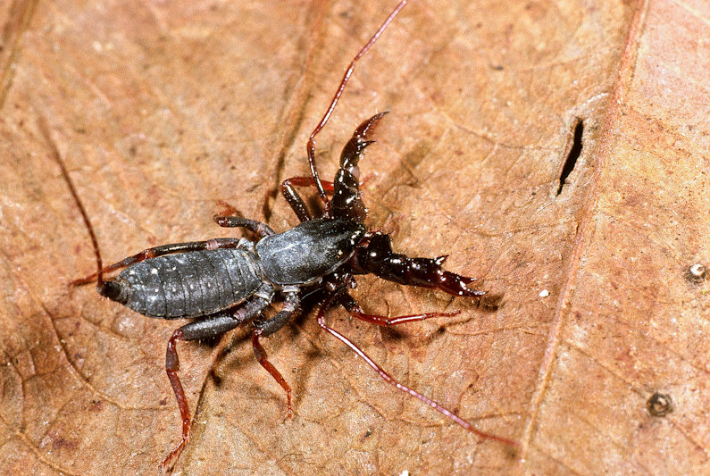 Amazonischer Geißelskorpion (Thelyphonellus amazonicus) Geißelskorpion