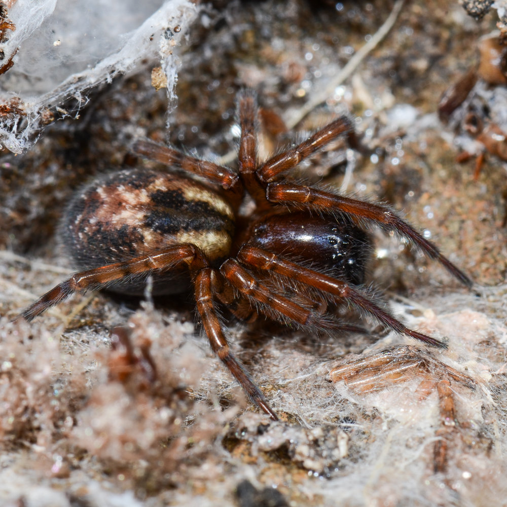 Amaurobius fenestralis, eine cribellate Spinne Amaurobius fenestralis, eine cribellate Spinne