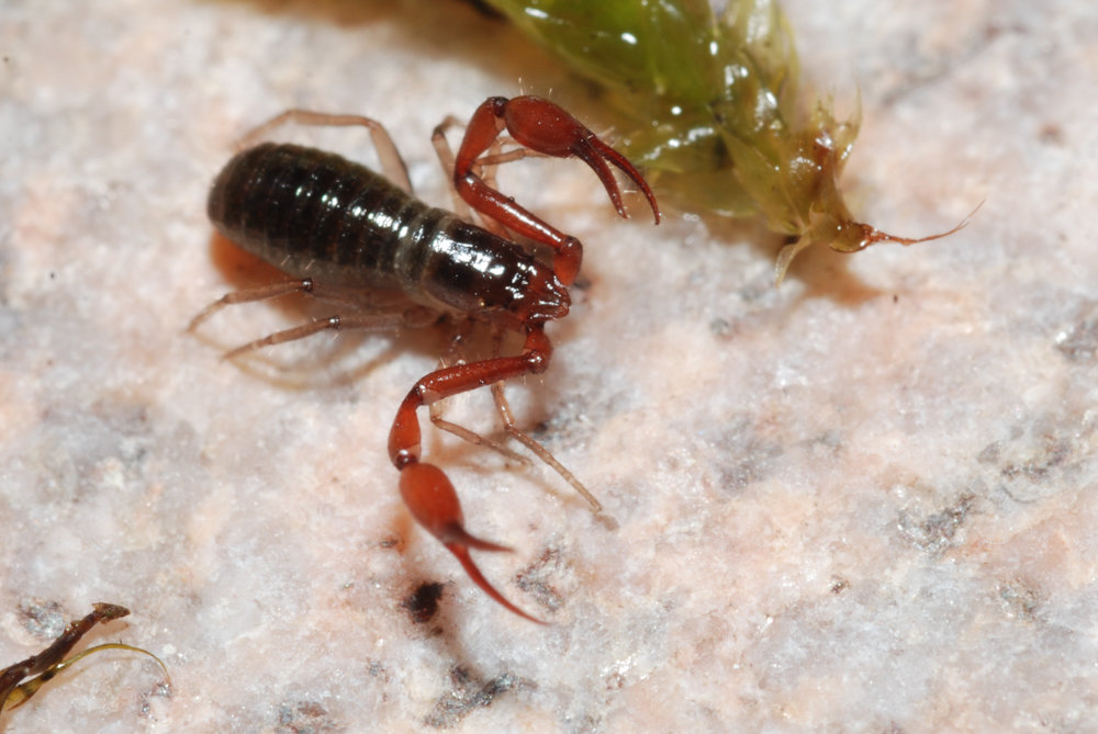 Pseudoskorpion aus den Alpen (Neobisium dolomiticum) Pseudoskorpion