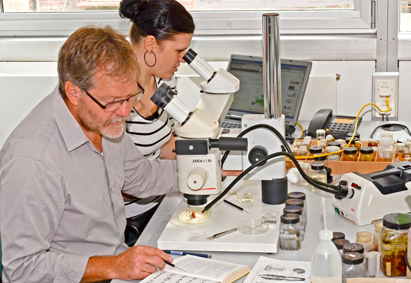 Bestimmung an der Lupe Bestimmung an der Lupe