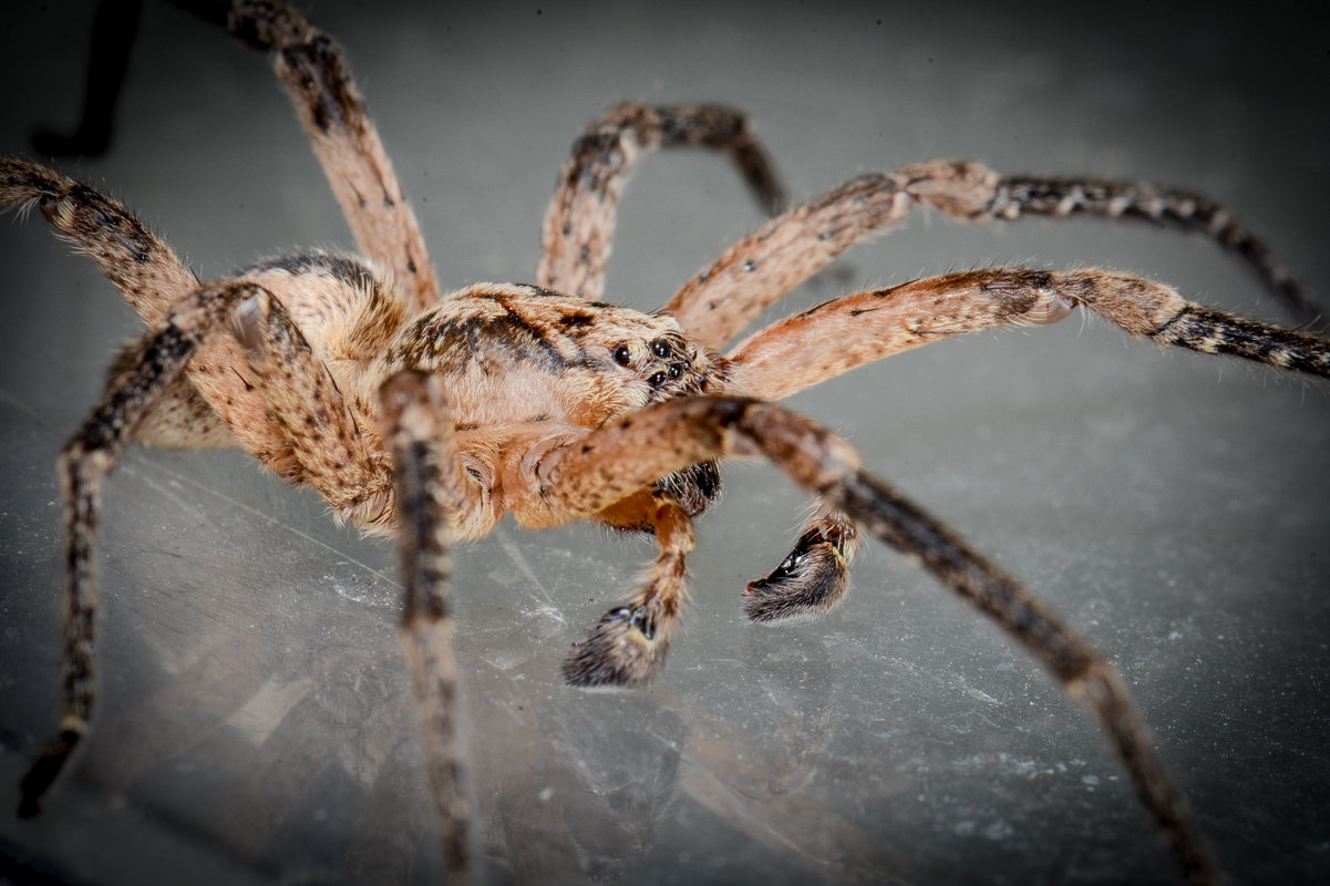 Männchen der Kräsueljagdspinne Männchen der Kräsueljagdspinne