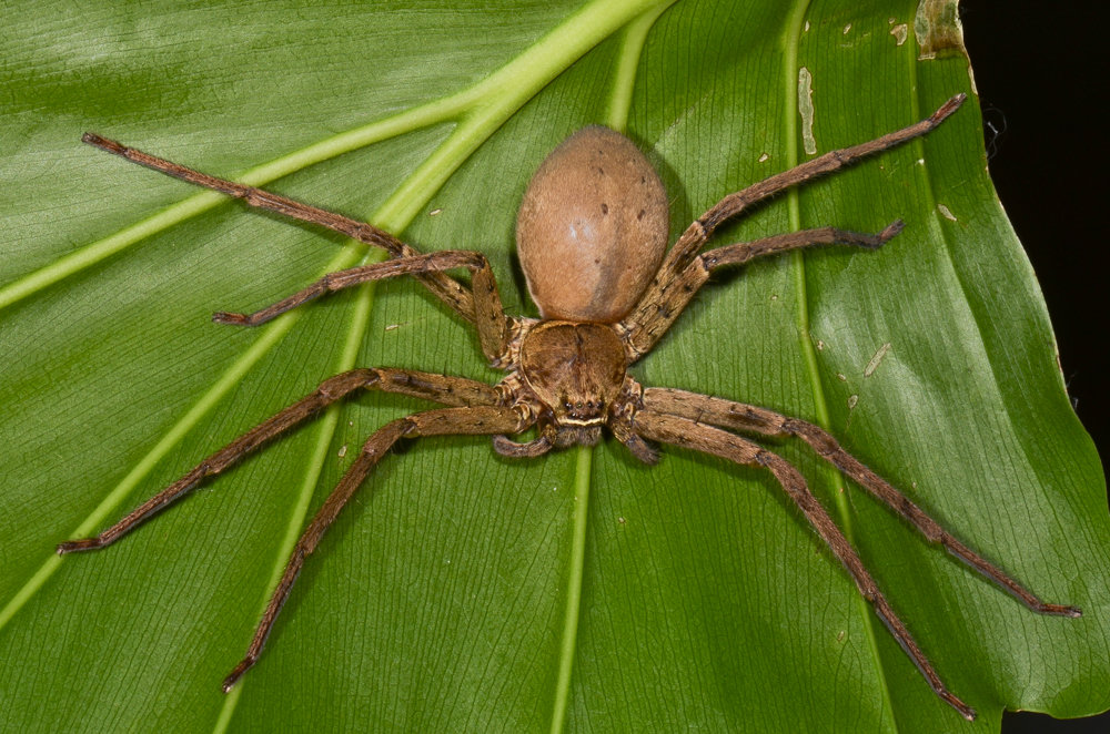 Tropische Webspinne (Heteropoda sp.) Webspinne