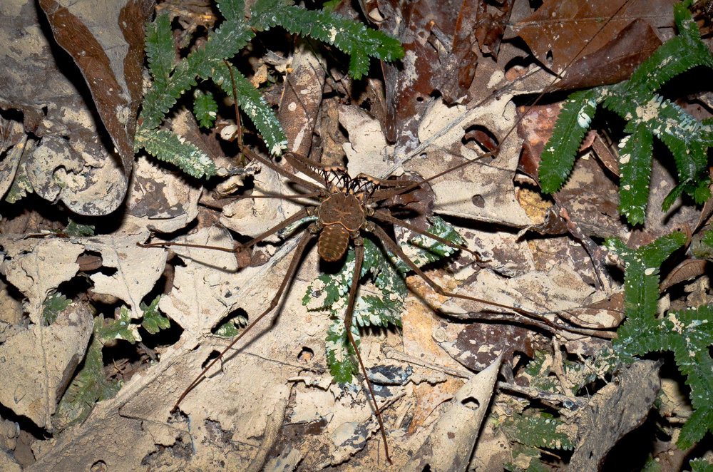 Amazonische Geißelspinne (Heterophrynus batesii) Geißelspinne im Regenwald