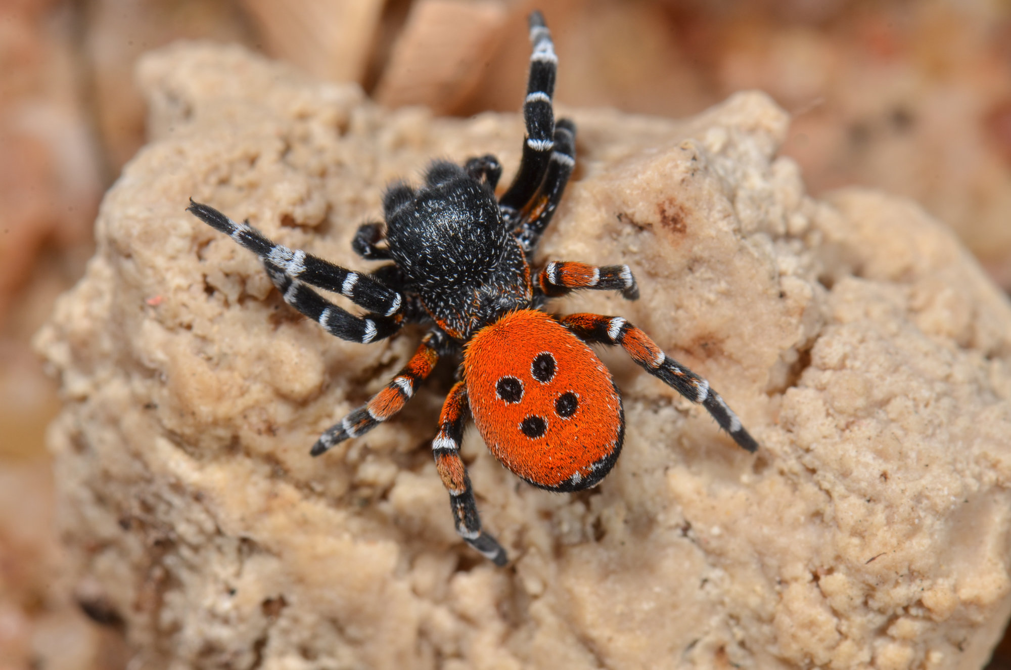 Eresus kollari, Männchen Eresus kollari, Männchen