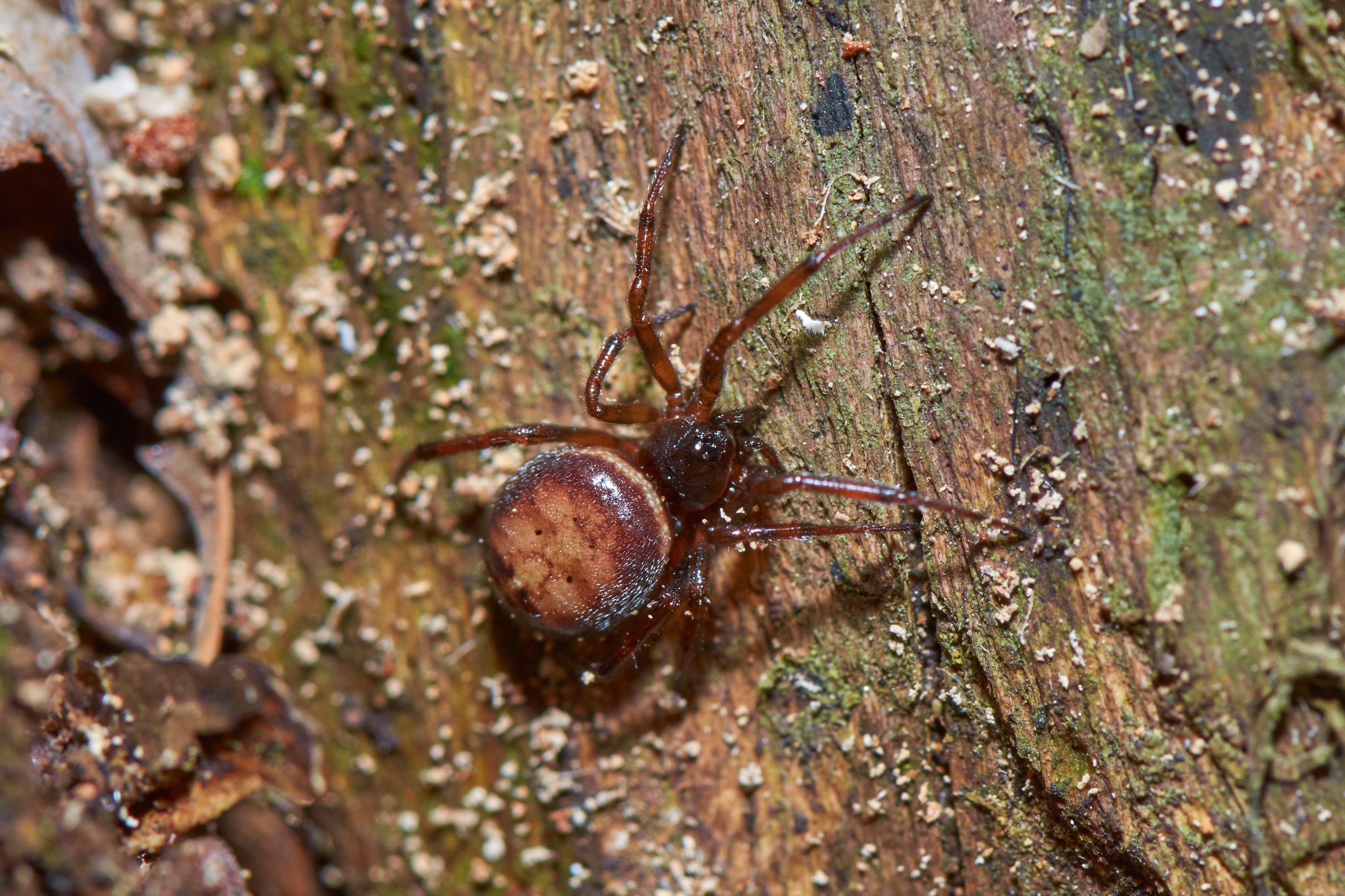 Steatoda bipunctata (Foto: Eckhard Derschmidt) Steatoda bipunctata (Foto: Eckhard Derschmidt)