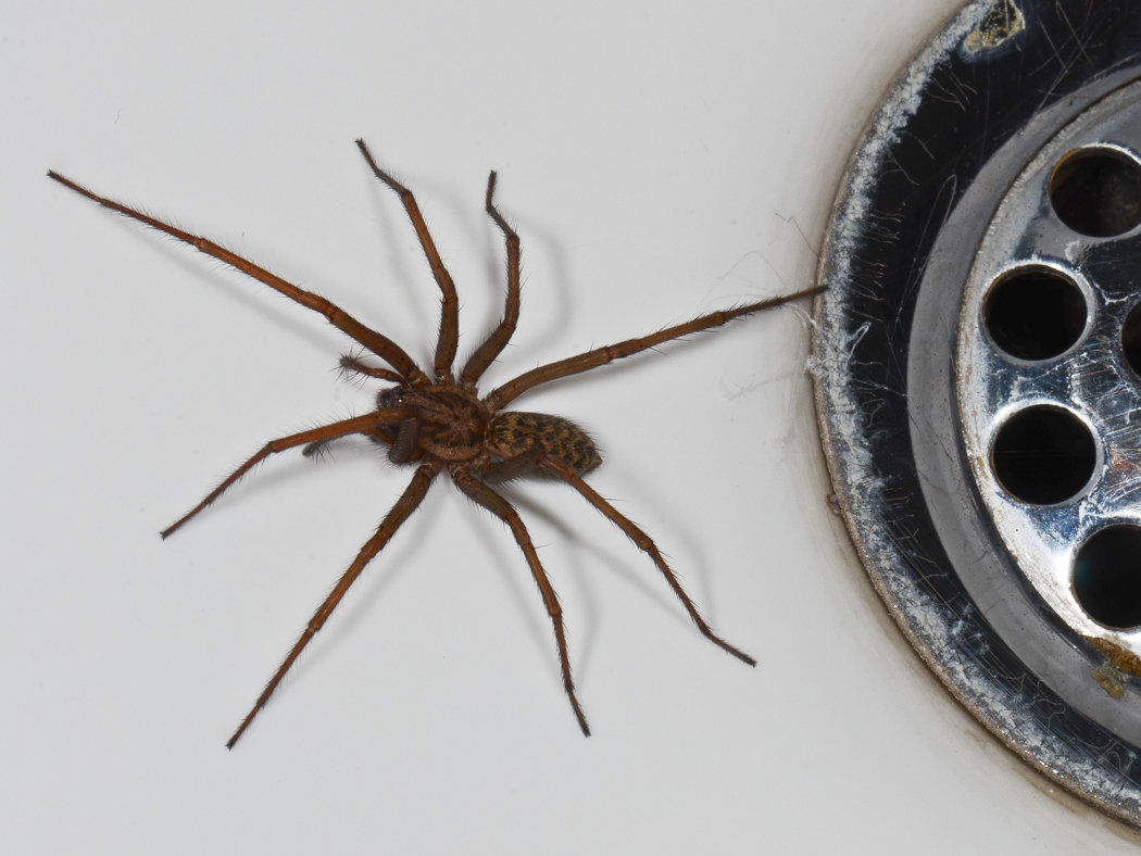 Hauswinkelspinne Eratigena atrica Hauswinkelspinne Eratigena atrica