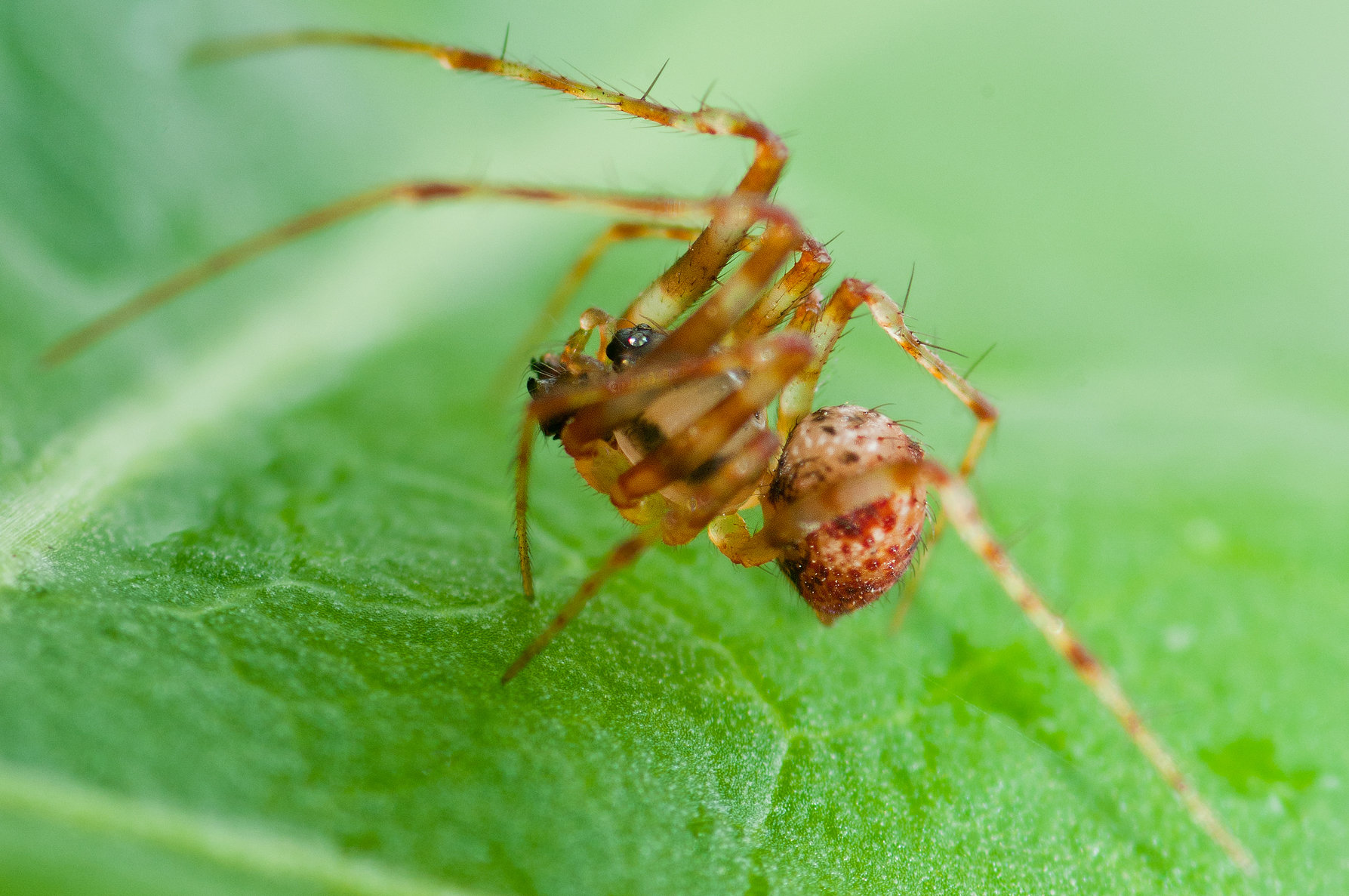 Männchen (Foto: J. Guttenberger) Männchen (Foto: J. Guttenberger)