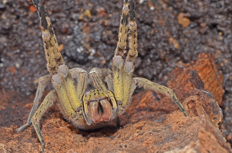 Phoneutria in Verteidigungsposition Phoneutria in Verteidigungsposition