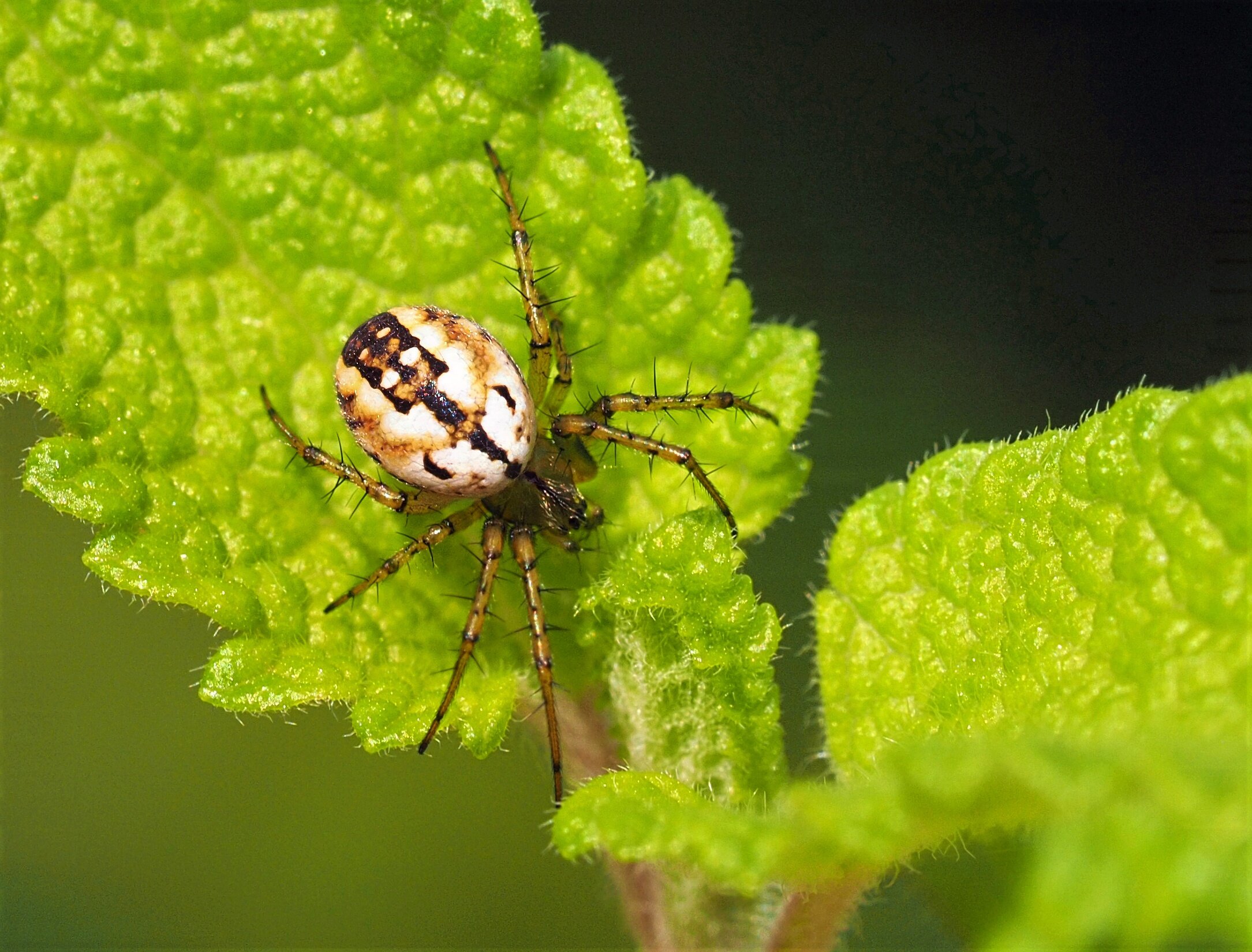 Typische Zeichnung der Streifenkreuzspinne Mangora acalypha, dorsal