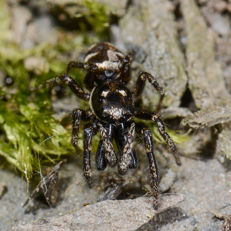 Harlekin- oder Zebraspringspinne Harlekin- oder Zebraspringspinne