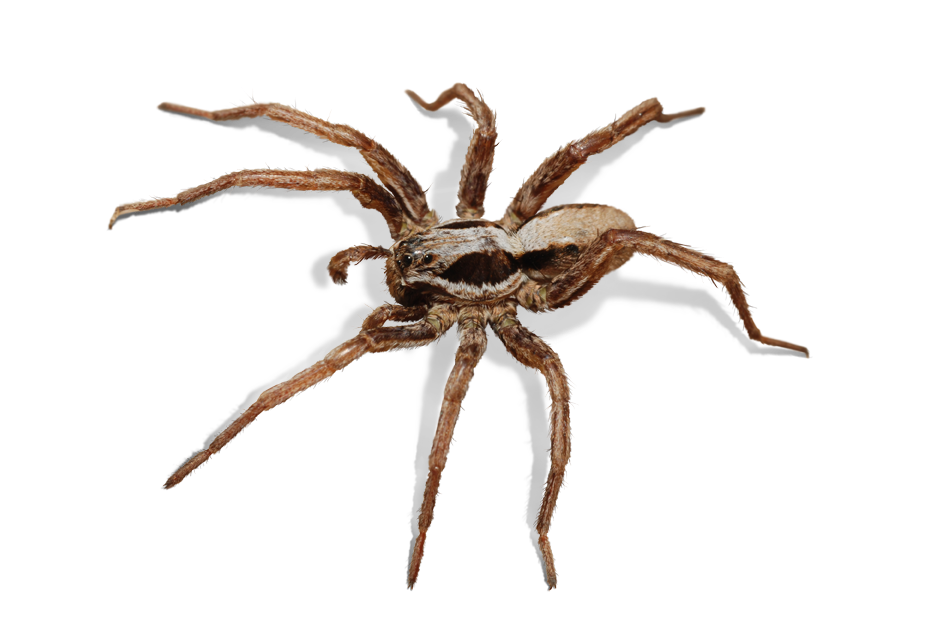 Alopecosa striatipes Alopecosa striatipes