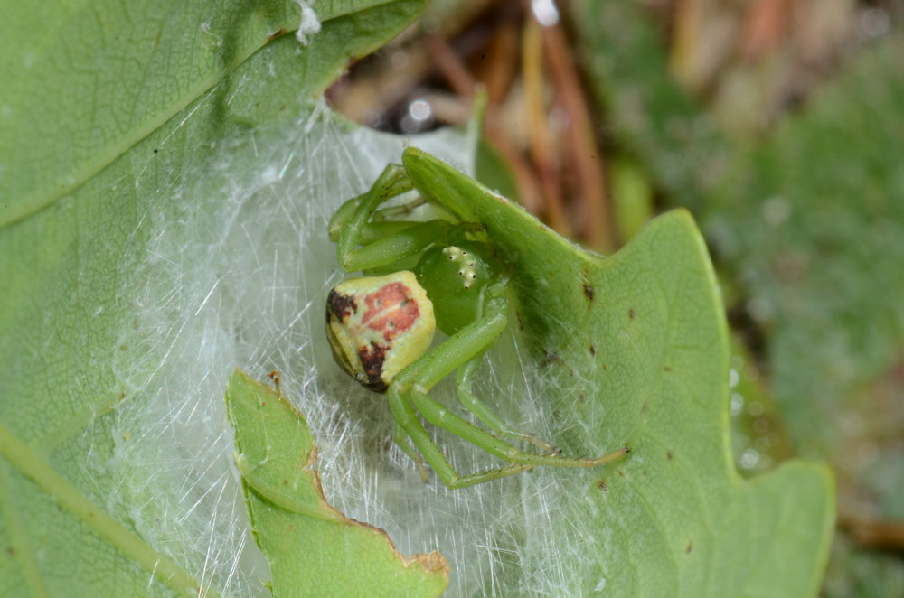 Krabbenspinne Ebrechtella tricuspidata in ihrem Schlupfwinkel Krabbenspinne Ebrechtella tricuspidata in ihrem Schlupfwinkel