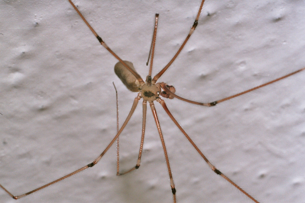 Männchen der Großen Zitterspinne Männchen der Großen Zitterspinne