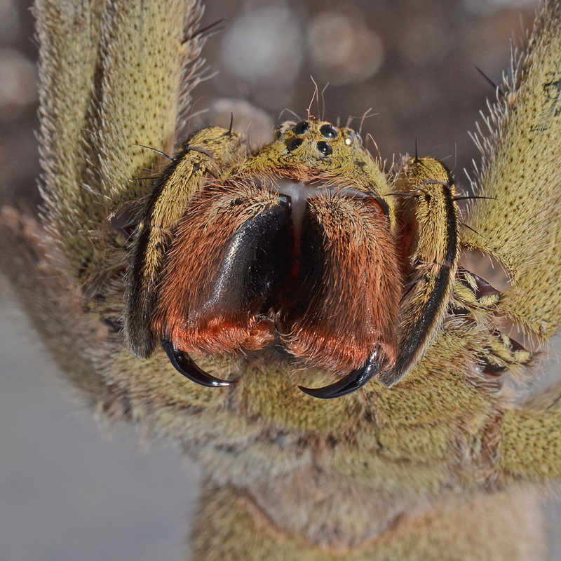 Phoneutria boliviensis von vorne Phoneutria boliviensis von vorne