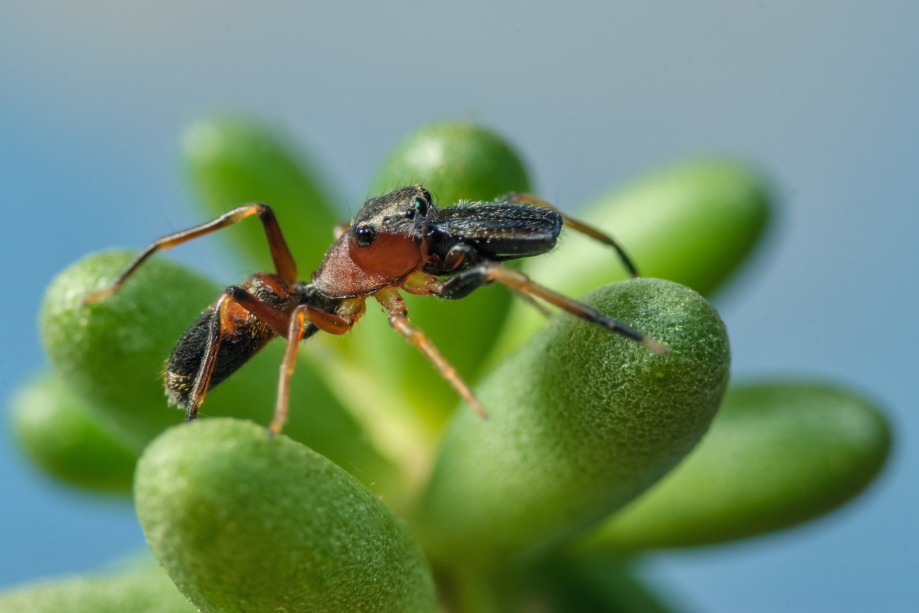 Männchen (Foto: Horst Helwig) Männchen der Ameisenspringspinne