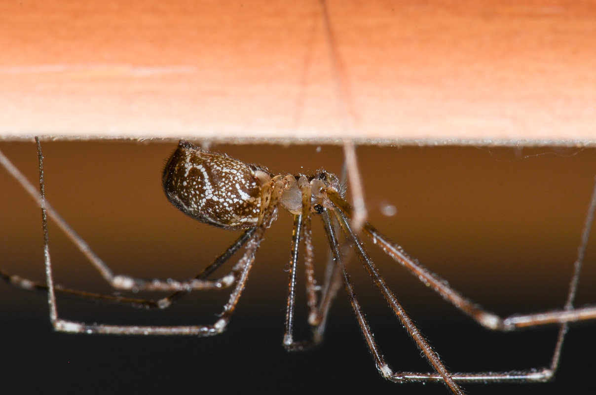 Holocnemus pluchei Holocnemus pluchei