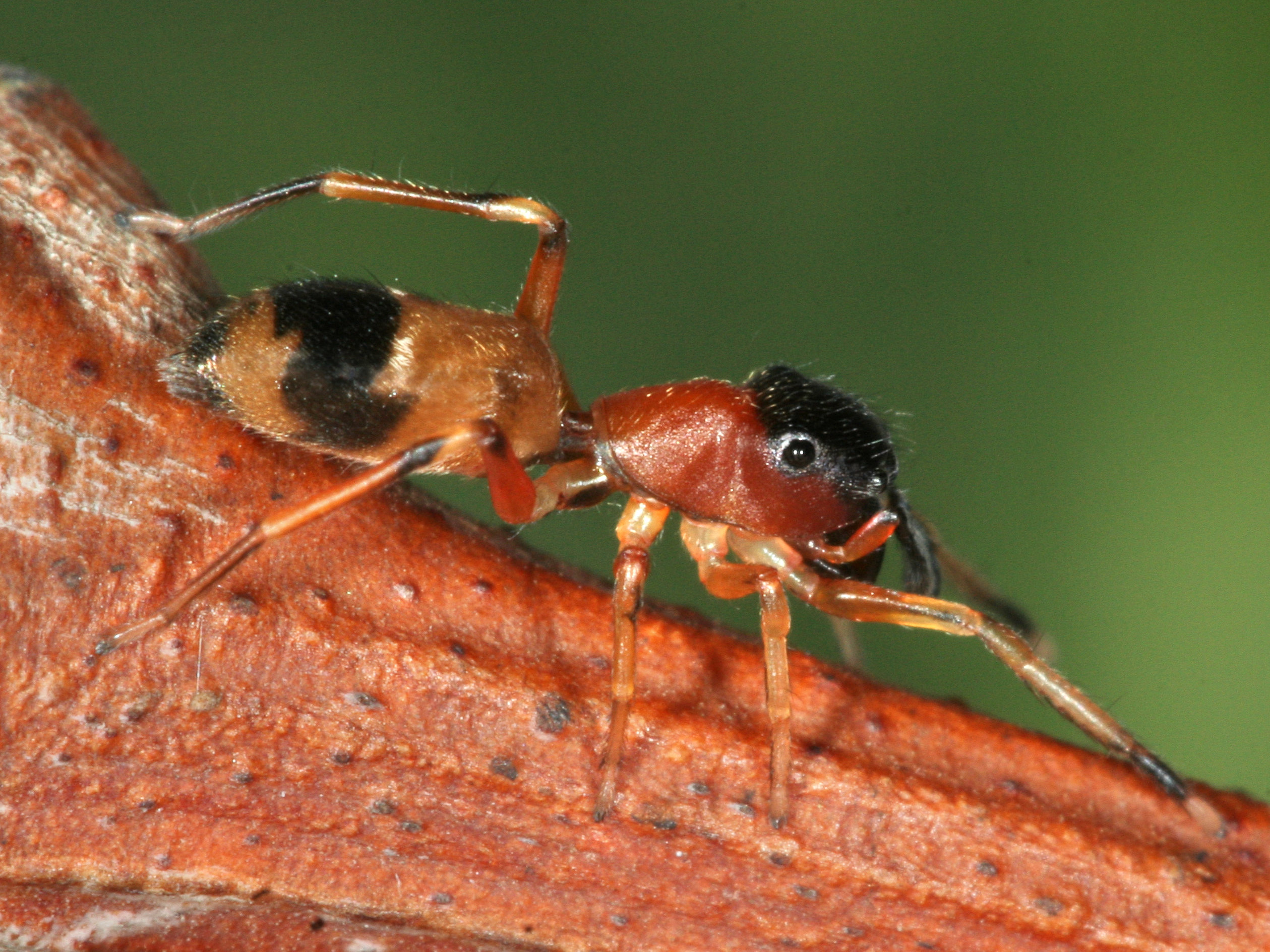 Weibchen (Foto: Dragisa Savic) Weibchen einer Ameisenspringspinne