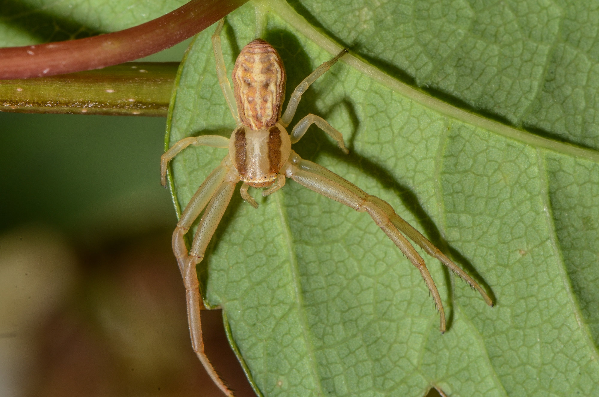 Runcinia grammica Runcinia grammica