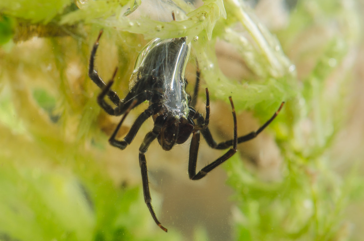 Unter Wasser ist der Hinterkörper von einer silbrigen Lufthülle umgeben