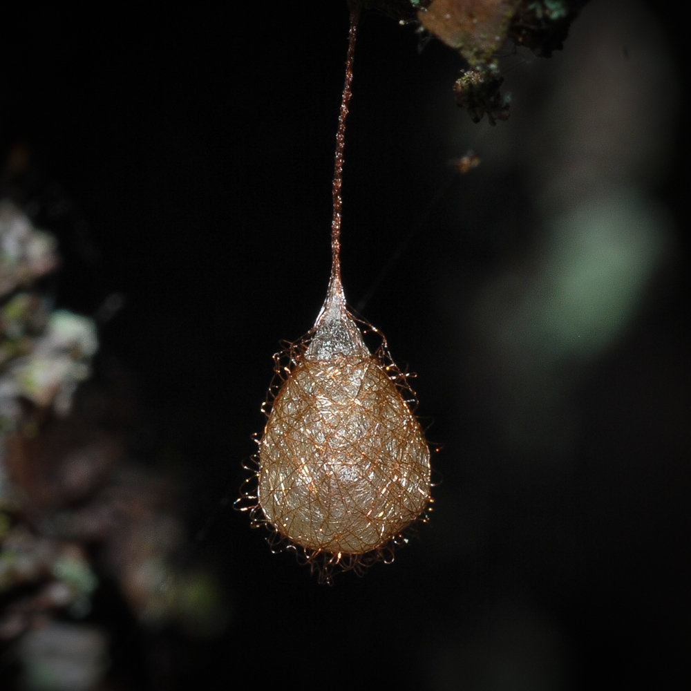 Eikokon von Ero Eikokon von Ero