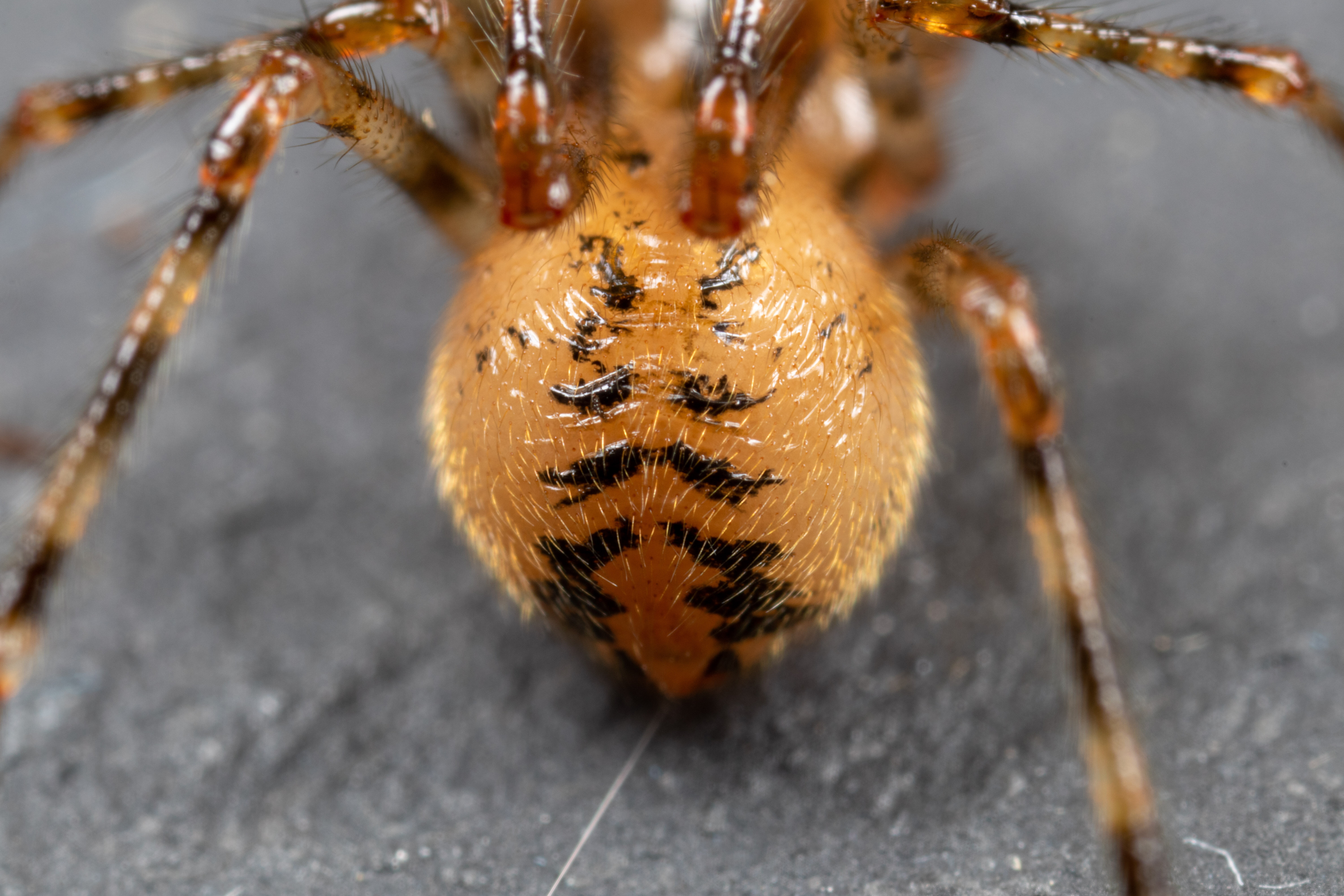 Nahaufnahme des Hinterleibs