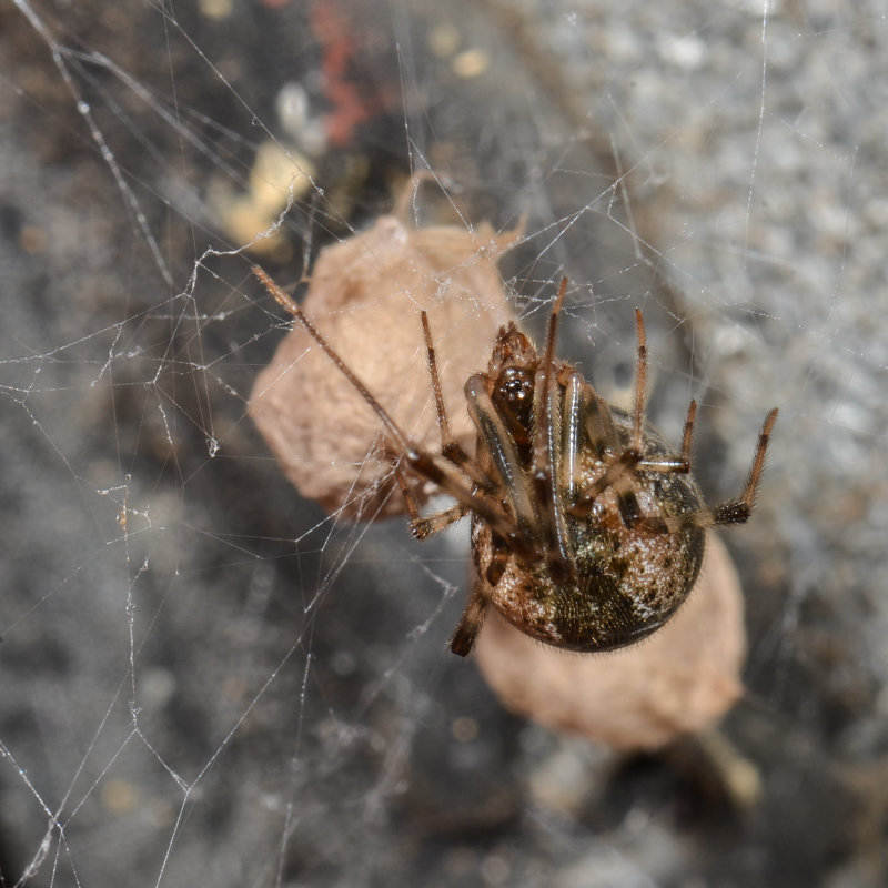 Parasteatoda tepidariorum Parasteatoda tepidariorum