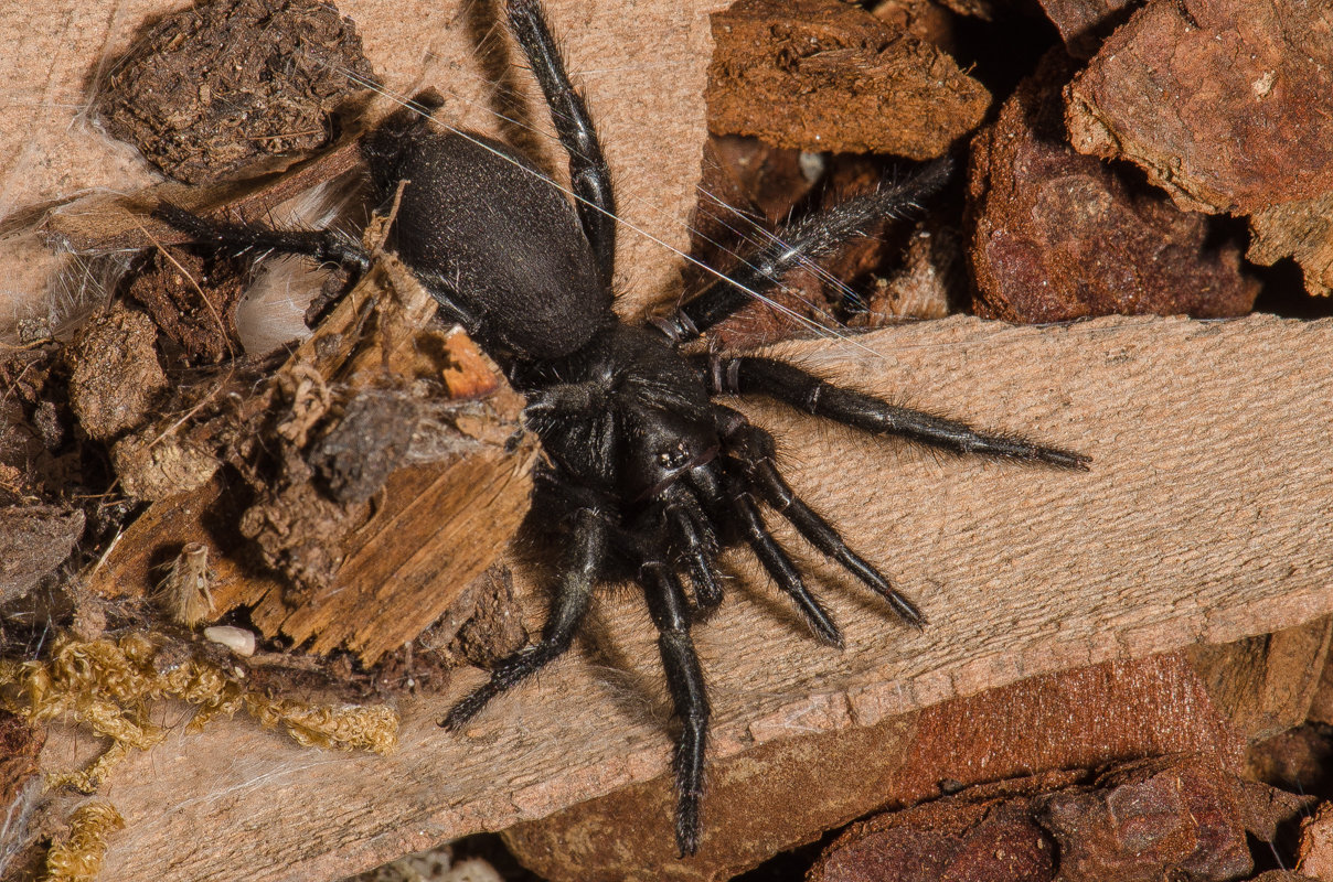 Macrothele calpeiana (Hexathelidae) Macrothele calpeiana (Hexathelidae)