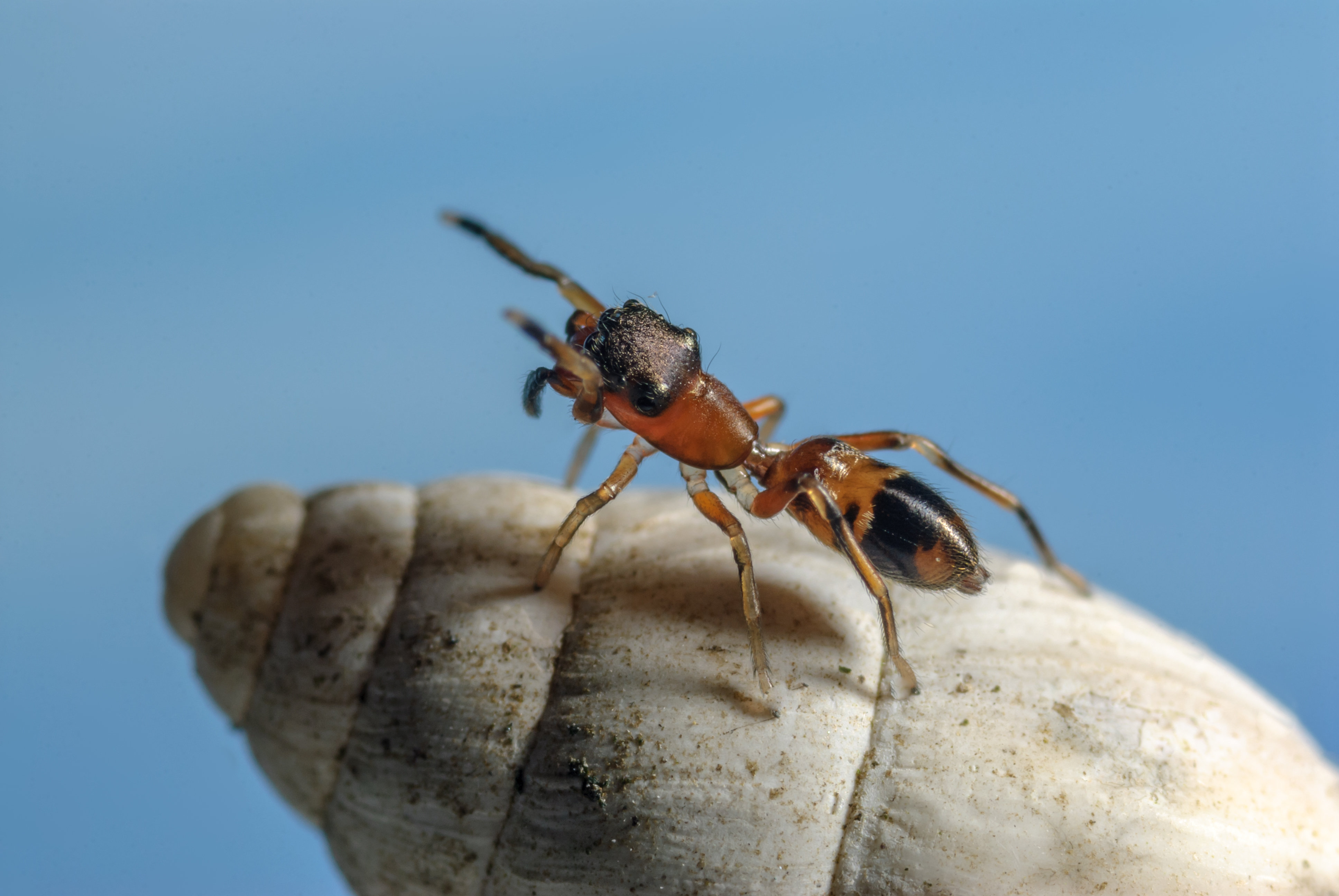 Weibchen (Foto: Horst Helwig) Weibchen einer Ameisenspringspinne