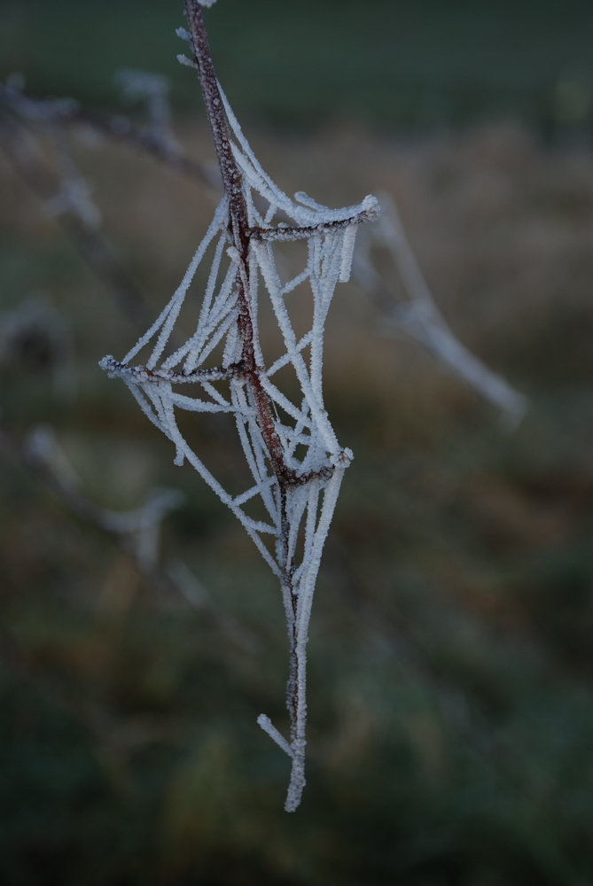 Spinnennetz von Reif überzogen