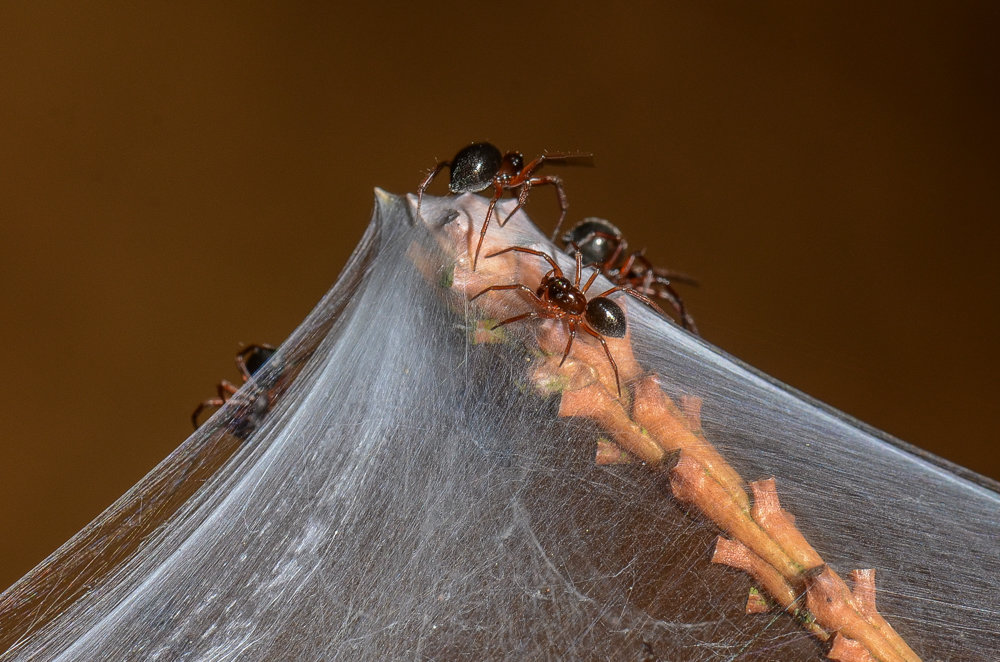 Zwergspinnen Nusoncus nasutus vor dem Fadenflug Zwergspinnen Nusoncus nasutus vor dem Fadenflug