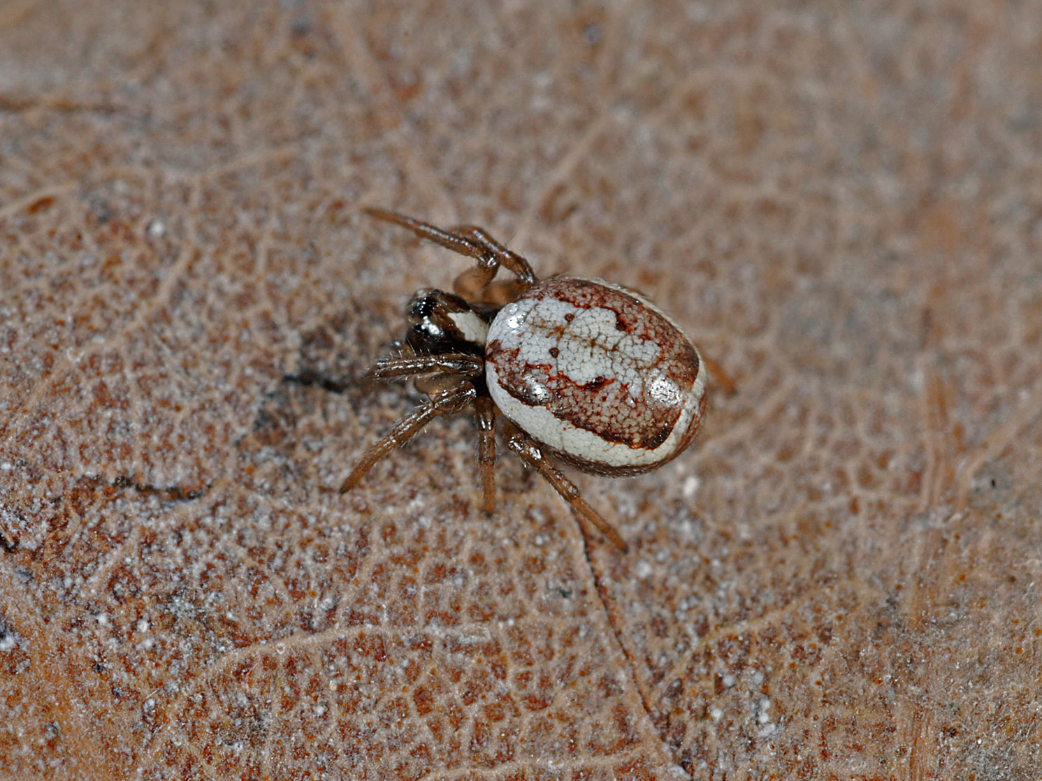 Hypsosinga albovittata Hypsosinga albovittata