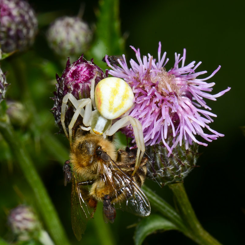 <i>Misumena vatia</i> mit Beute und kleptoparasitischen Fliegen (Milichiidae) Veränderliche Krabbenspinne mit Beute