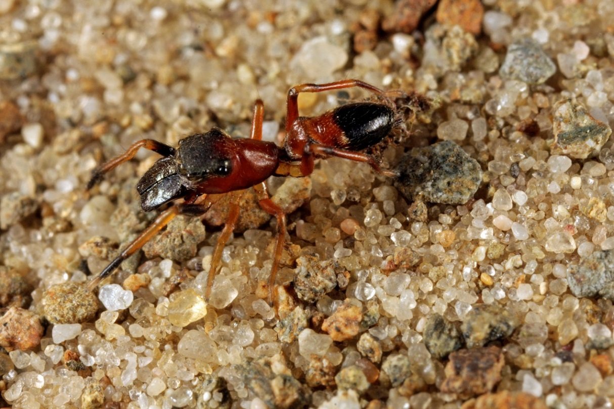 <i>Myrmarachne formicaria</i> © Gilbert Loos (ARABEL) Myrmarachne formicaria © Gilbert Loos (ARABEL)