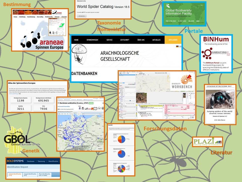 Arachnologisches Netzwerk, in dem sich ein Wissenschaftler bewegt Arachnologisches Netzwerk, in dem sich ein Wissenschaftler bewegt