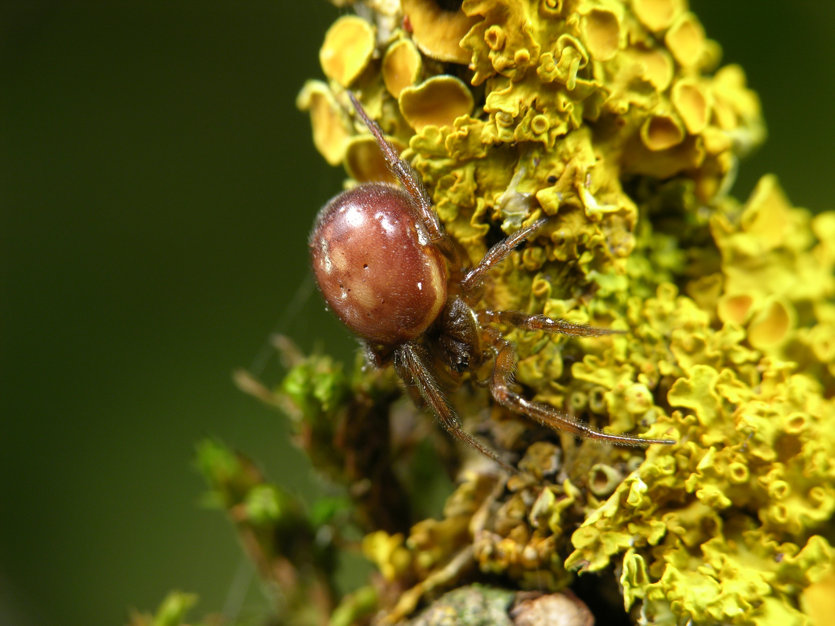 Steatoda bipunctata (Foto: Wolfgang Kairat) Steatoda bipunctata (Foto: Wolfgang Kairat)