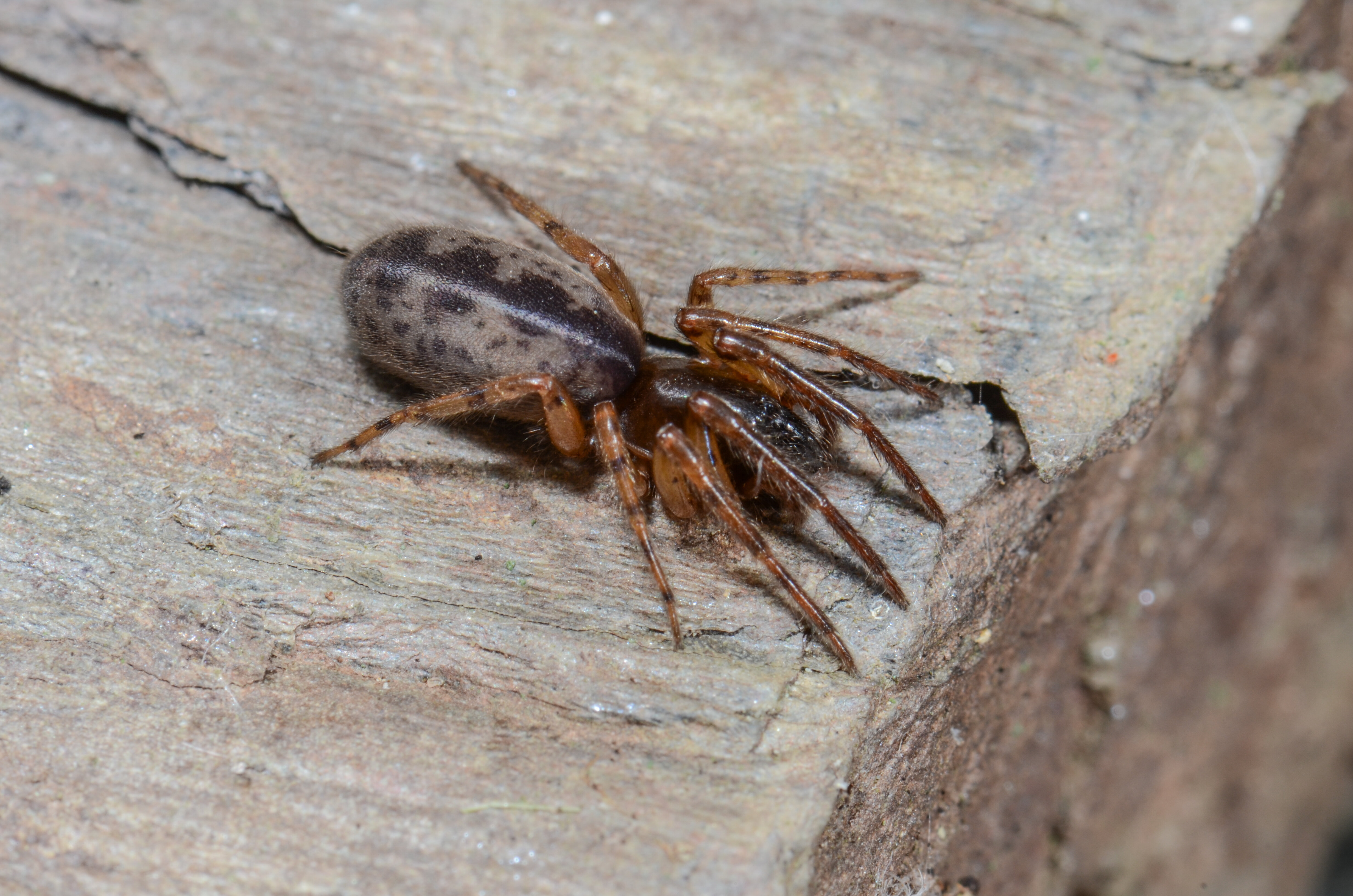 Segestria senoculata Segestria senoculata auf Fels