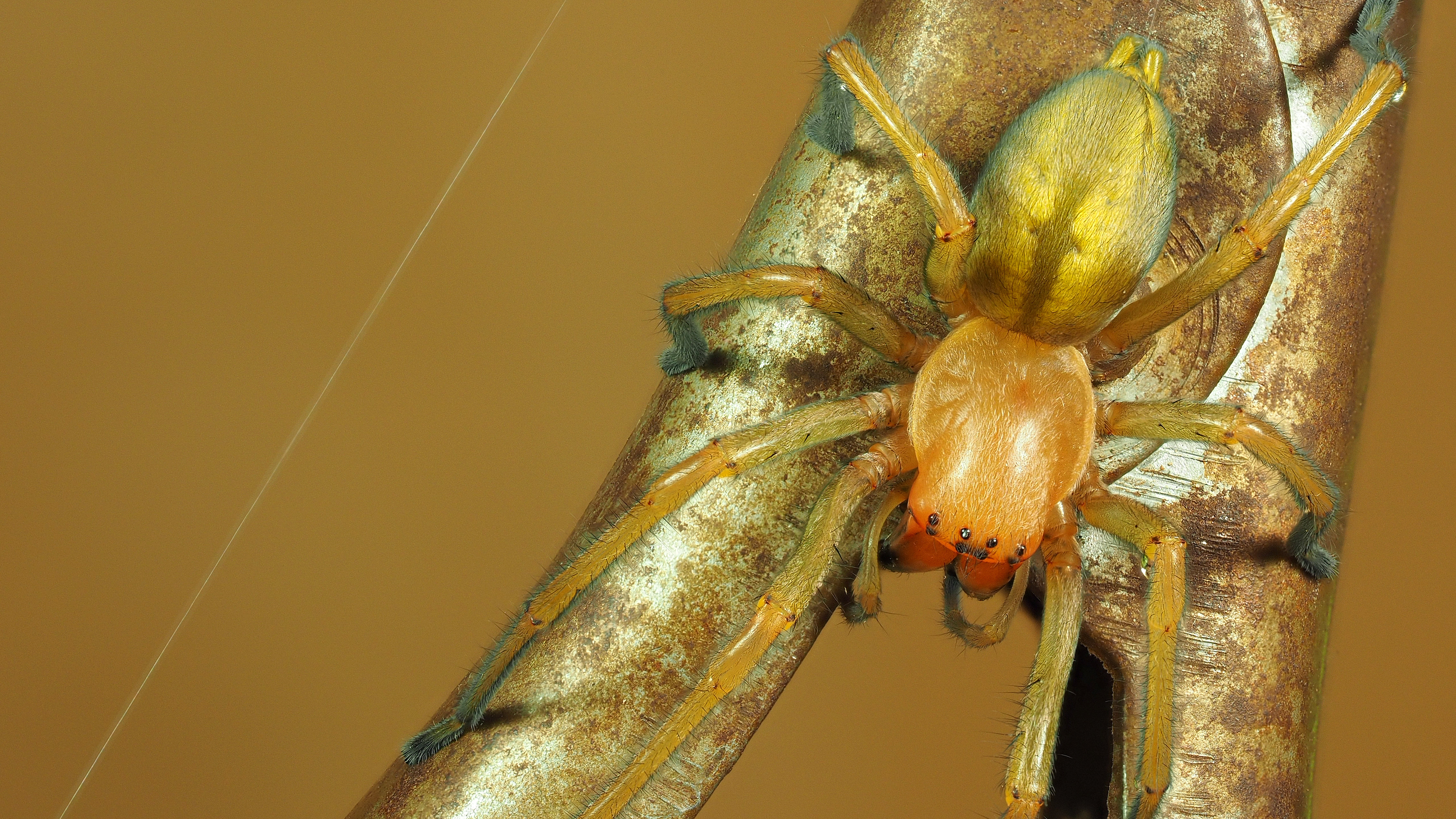 Ammendornfinger Weibchen
