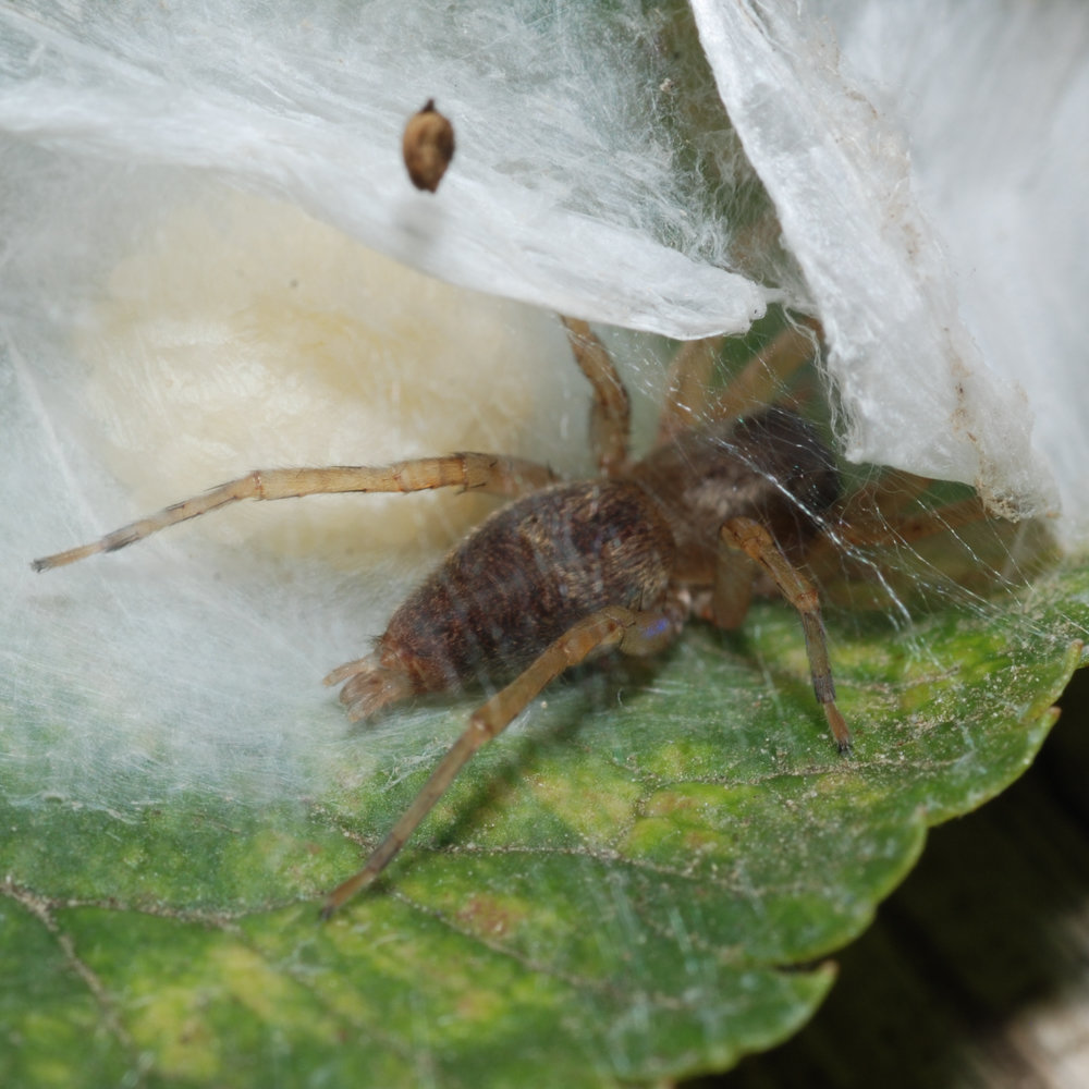 Clubiona lutescens mit Eiern in ihrem Gespinst Clubiona lutescens mit Eiern in ihrem Gespinst