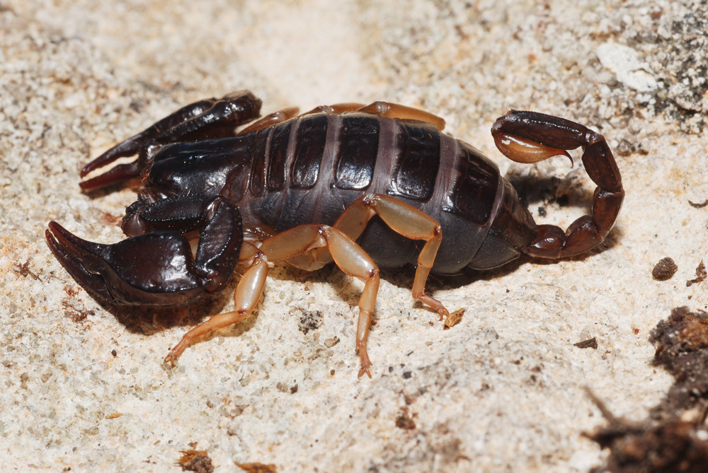 Europäischer Skorpion (Euscorpius italicus) Skorpion