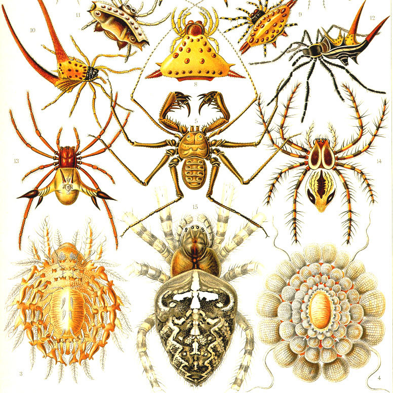 Bildtafel von Ernst Haeckel Bildtafel von Ernst Haeckel