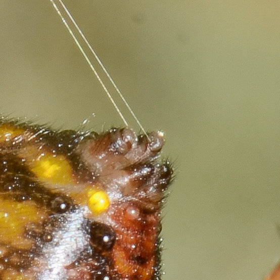 aus den Spinnwarzen einer Höhlenspinne werden Fäden gezogen aus den Spinnwarzen einer Höhlenspinne werden Fäden gezogen