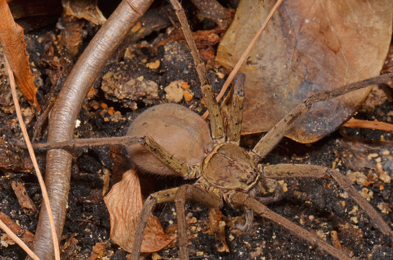 Heteropoda venatoria Heteropoda venatoria
