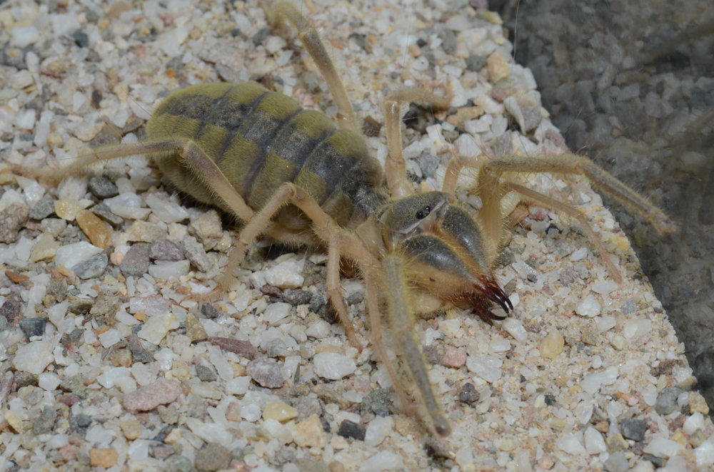 Solifugae (Galeodes sp.) aus Afghanistan Walzenspinne