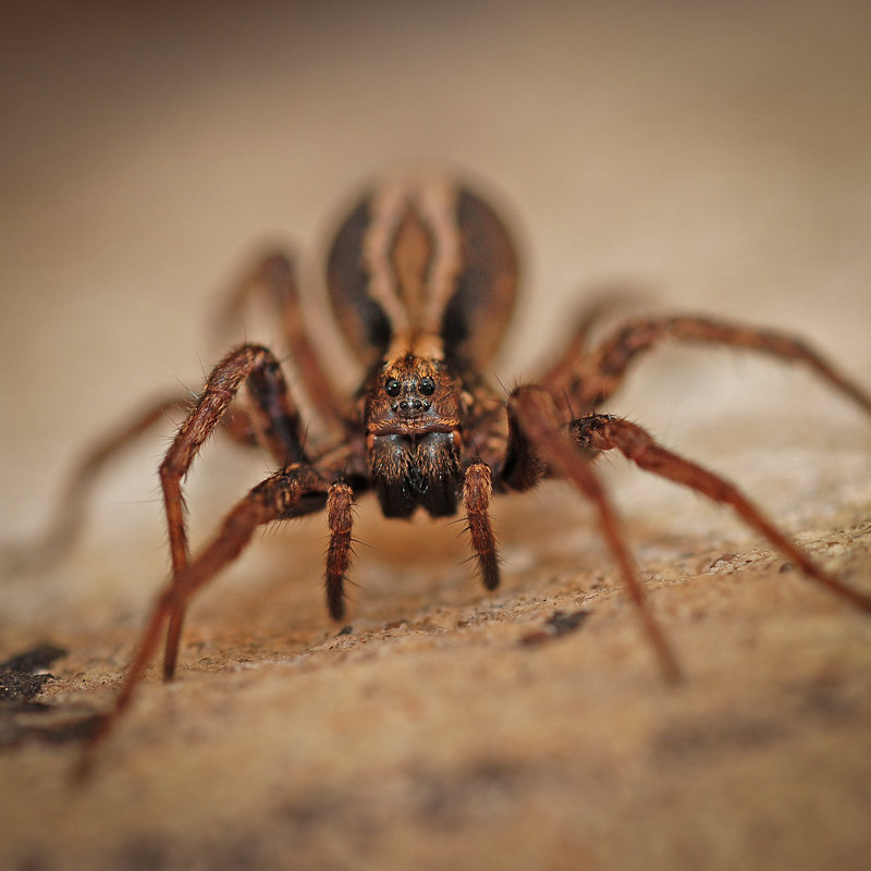 Die Wolfspinne <i>Alopecosa pulverulenta</i> Wolfspinne im Porträt