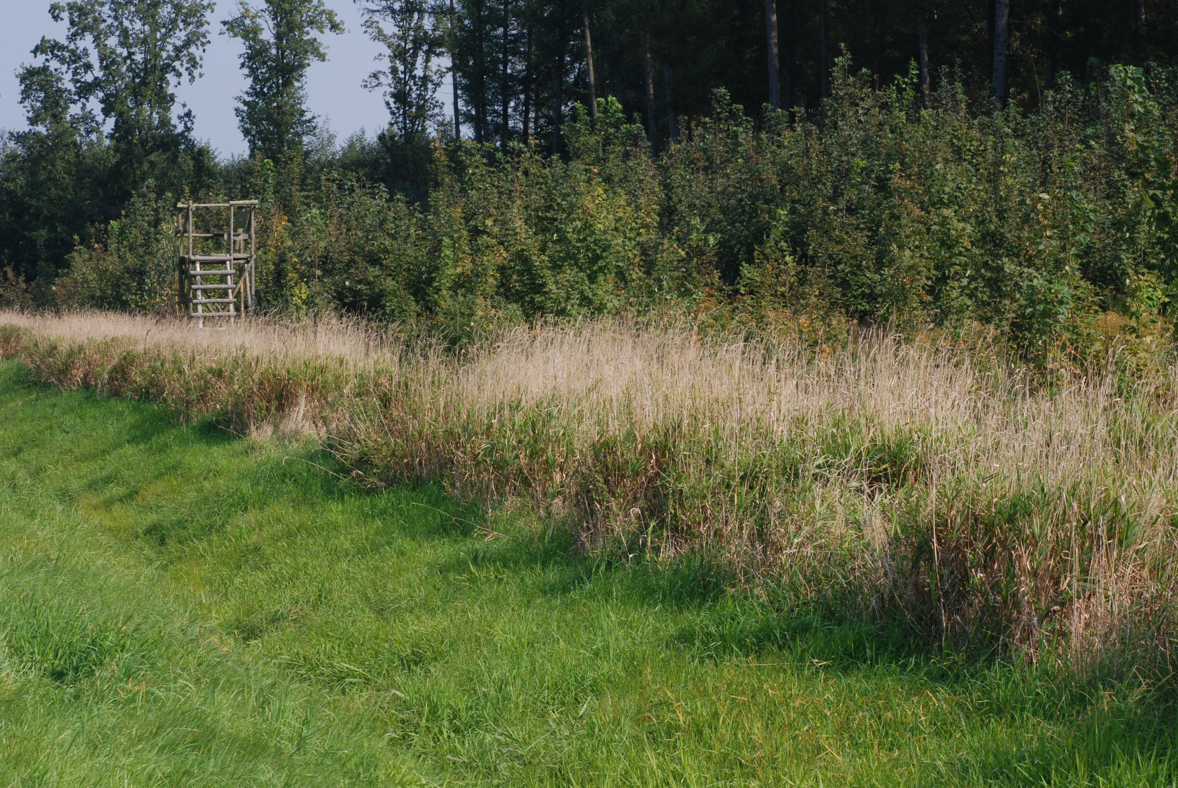 Habitat des Ammendornfingers (Saumvegetation)