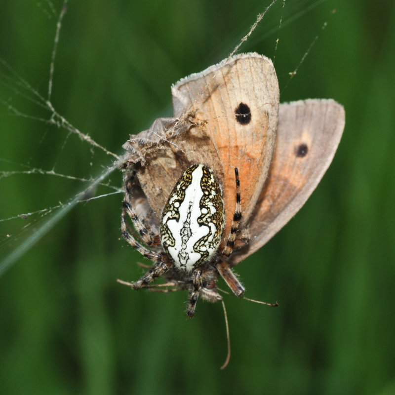 Eichblattradnetzspinne Aculepeira ceropegia mit erbeutetem Schmetterling Eichblattradnetzspinne mit erbeutetem Schmetterling