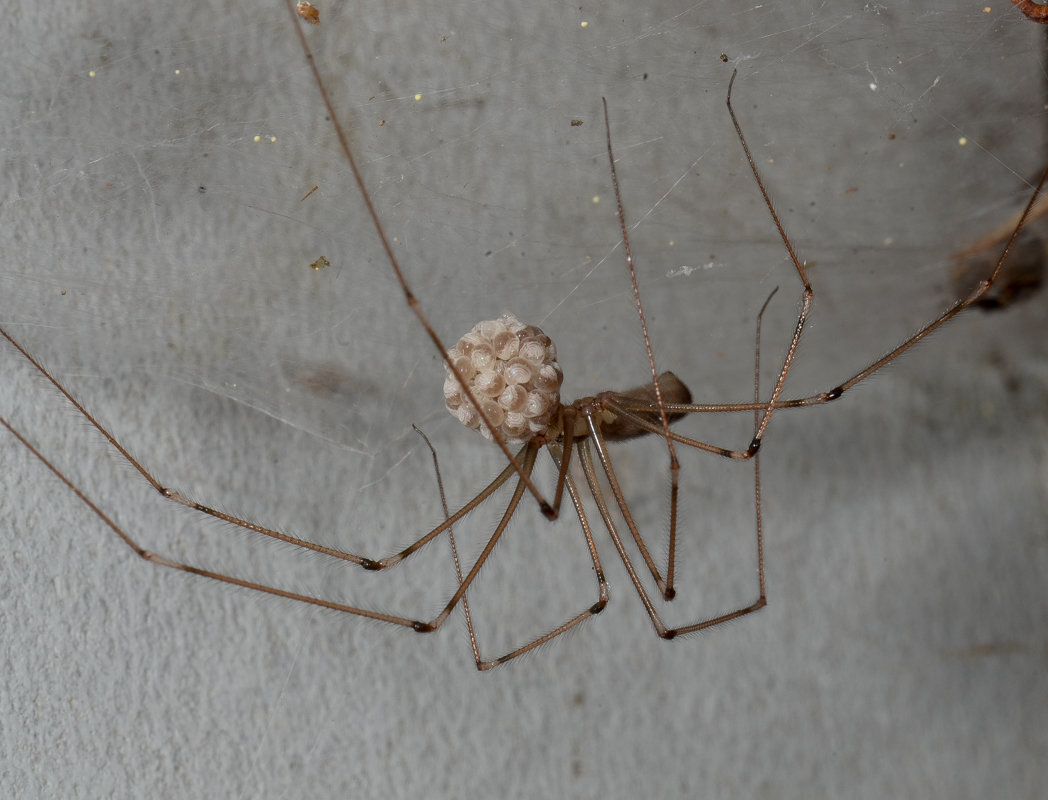 Weibchen der Zitterspinne mit Eikokon Weibchen der Zitterspinne mit Eikokon