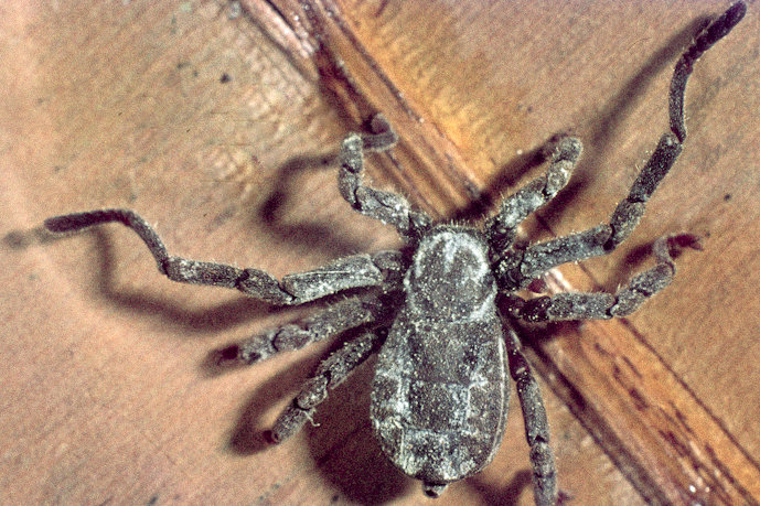 Amazonische Kapuzenspinne (Cryptocellus becki) Kapuzenspinne