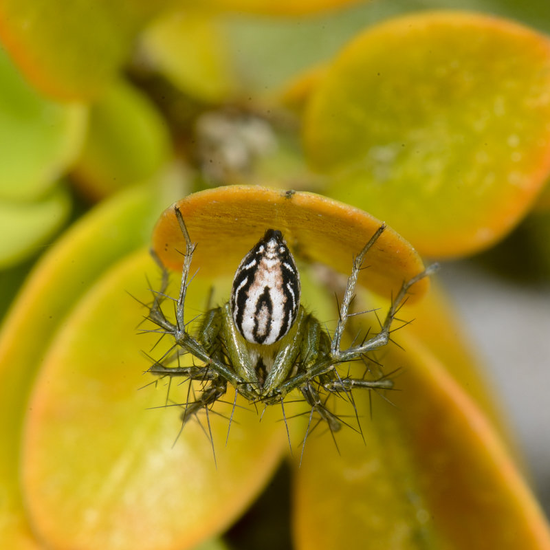 <i>Oxyopes lineatus</i> Luchsspinne