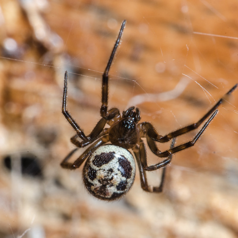 Steatoda nobilis Steatoda nobilis